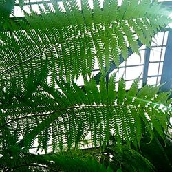 Palm trees growing in a row