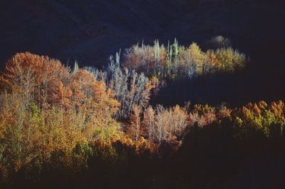 Trees in forest during autumn