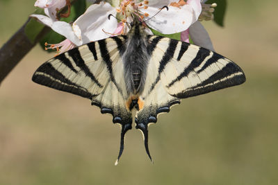 Close-up of butterfly on flower