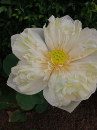 Close-up of white rose