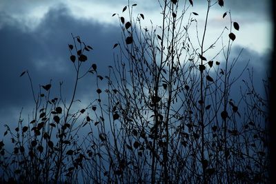 Bird on branch against sky at dusk