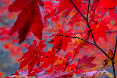 Close-up of maple leaves on tree during autumn