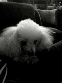 Close-up of dog sleeping on sofa