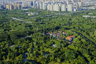 High angle view of trees in city