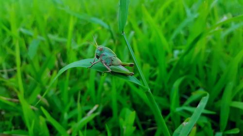 Close-up of insect on grass