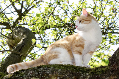 Low angle view of cat on tree