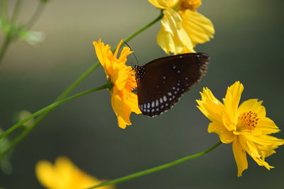 Close-up of butterfly pollinating on yellow flower