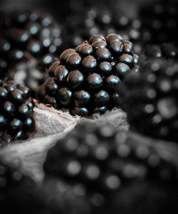 Close-up of blueberries