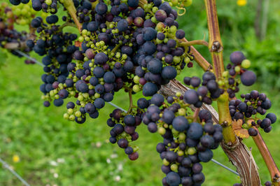 Close-up of grapes in vineyard