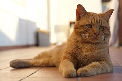 Close-up of ginger cat lying on floor