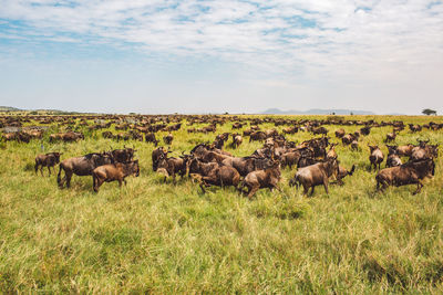 Zebras and wildebeest standing on field