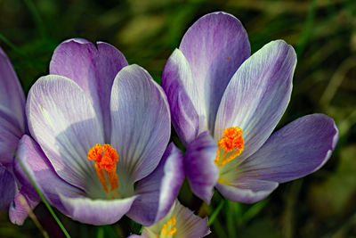 Close-up of purple crocus flowers