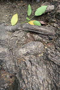 Close-up of plant