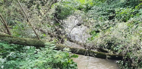 View of tree by river in forest