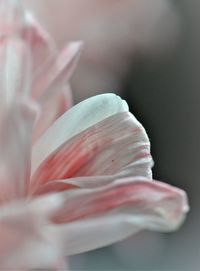 Close-up of pink rose flower