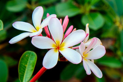 Close-up of frangipani blooming on plant