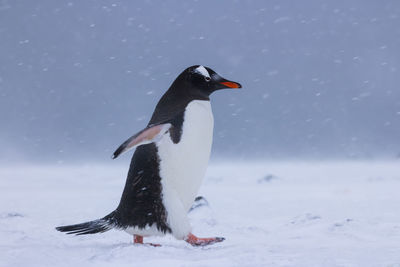 Gentoo penguin walking through snow at yankee harbour, antarctica.