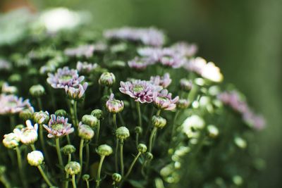 Close-up of purple flowering plant