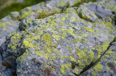 Close-up of lichen on rock