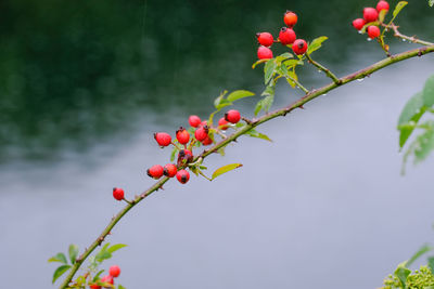 Close-up of red berries growing on tree