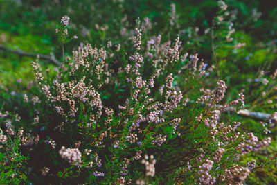 Close-up of flowering plants on field