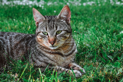 Portrait of tabby cat on field