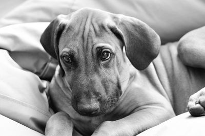 Close-up portrait of dog sitting on sofa at home