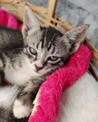 Close-up portrait of a cat