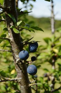 Close-up of fruits growing on tree