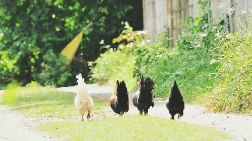 Ducks walking on field