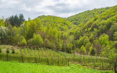 Scenic view of vineyard against sky