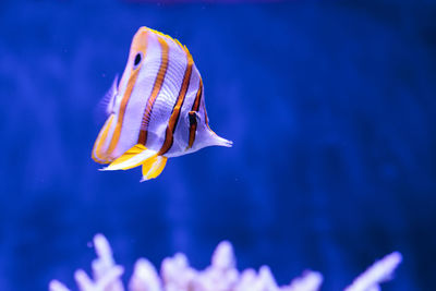 Close-up of fish underwater