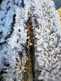 Close-up of snow on tree trunk