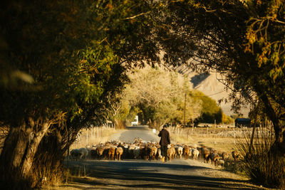 People walking on road by trees