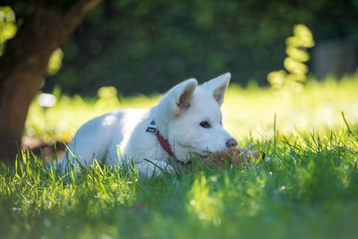 Dog sitting on land