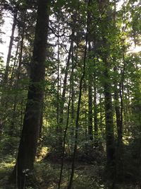 Low angle view of bamboo trees in forest