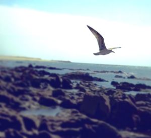 Bird flying over white background