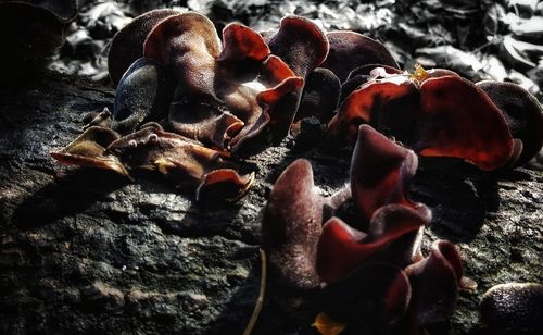 High angle view of rocks on rock