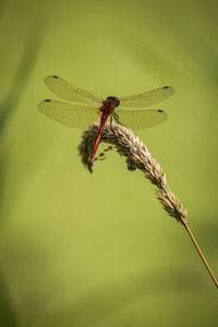 Close-up of damselfly on leaf