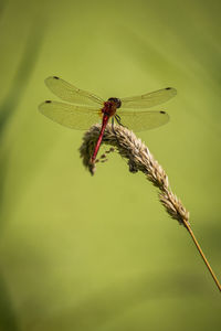 Close-up of damselfly on plant