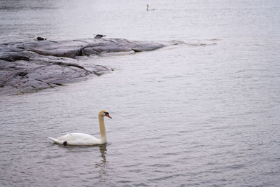 White swan on the baltic sea coast in finland