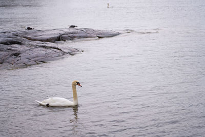 Swan swimming in lake