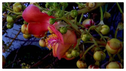 Close-up of flowers