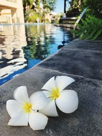 Close-up of white water lily on retaining wall