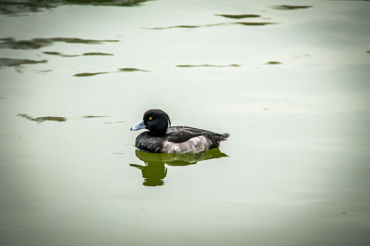 animal themes, animal, duck, reflection, water, animal wildlife, wildlife, bird, lake, one animal, swimming, water bird, nature, ducks, geese and swans, green, poultry, day, no people, outdoors, mallard duck, high angle view, wing, mallard, floating, waterfront