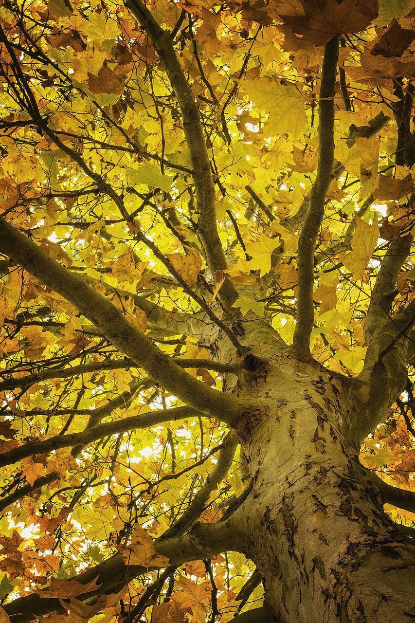 LOW ANGLE VIEW OF TREE DURING AUTUMN
