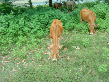 Cow standing in field