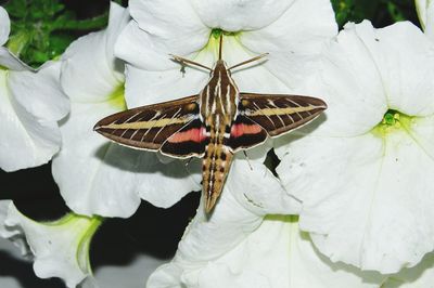 Close-up of white flower