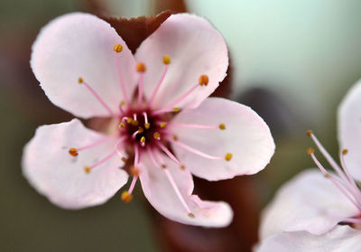 Macro shot of white flower