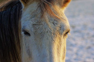 Extreme close up of horse